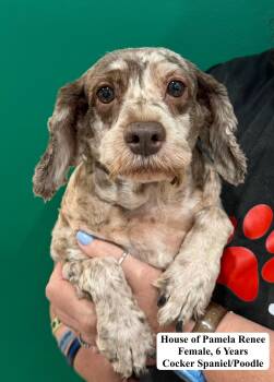 House of Pamela Renee -  Cockapoo Dog for Adoption in Blue Springs, Missouri - House Of Pamela Renee | PetCurious