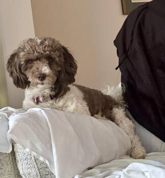 Snowflake -  Havanese Dog for Adoption in Cincinnati, Ohio - Snowflake | PetCurious