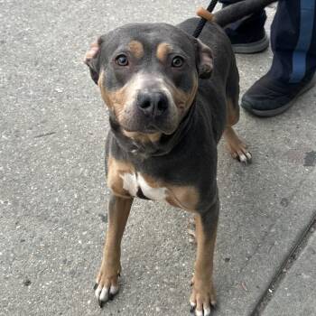 Mixed Breed Dogs Available for Adoption - Zoe | PetCurious