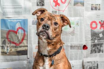 Moe -  Mixed Breed Dog for Adoption in Island Lake, Illinois - Moe | PetCurious