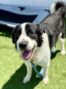 Roy Donk -  Great Pyrenees Dog for Adoption in Downers Grove, Illinois - Roy Donk | PetCurious