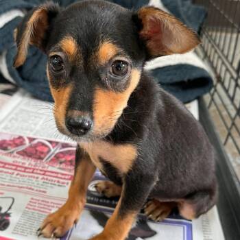 Tiny -  Chihuahua Dog for Adoption in Waxhaw, North Carolina - Tiny | PetCurious