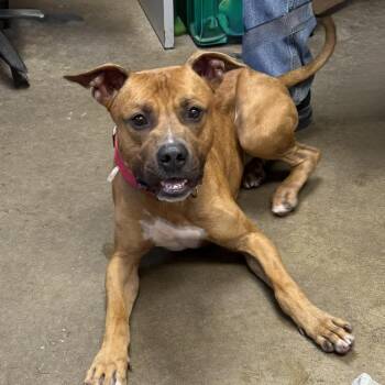 Rescue American Staffordshire Terrier Dogs for Adoption in Cadiz, Ohio - SCRAPPY | PetCurious