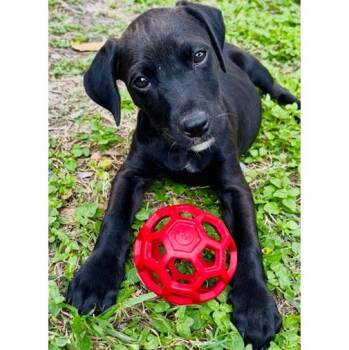 Catahoula Leopard Dog and Labrador Retriever Dogs Available for Adoption in Corpus Christi, Texas - Luna Lovegood - The Calm & Gentle Puppy | PetCurious