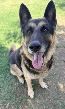 Hobbs -  German Shepherd Dog Dog for Adoption in Tulare, California - Hobbs | PetCurious