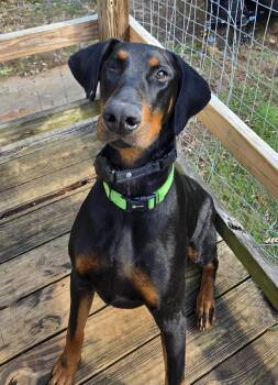 Rescue Doberman Pinscher Dogs for Adoption in Knoxville, Tennessee - Jack | PetCurious