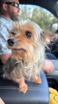 Ballet -  Yorkshire Terrier Dog for Adoption in New Baltimore, Michigan - Ballet | PetCurious