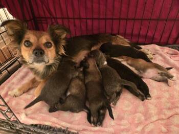 Harley -  Spaniel and Dachshund Dog for Adoption in Bend, Oregon - Harley | PetCurious
