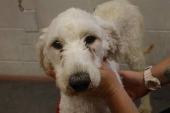 Mixed Breed Dogs Available for Adoption in Columbia, South Carolina - WILLOW | PetCurious