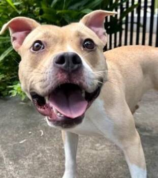 Reign -  American Staffordshire Terrier and Mixed Breed Dog for Adoption in Kansas City, Missouri - Reign | PetCurious