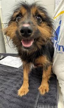KEENAN -  Yorkshire Terrier and Mixed Breed Dog for Adoption in Peoria, Illinois - KEENAN | PetCurious
