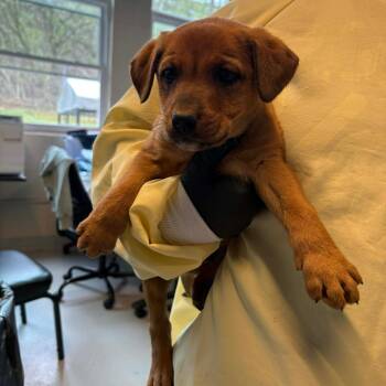 Mixed Breed Dogs Available for Adoption - Reznor | PetCurious