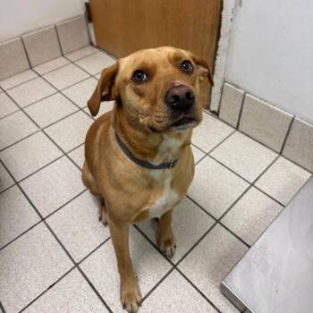 Harry -  Mixed Breed Dog for Adoption in Charleston, West Virginia - Harry | PetCurious