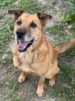 Rescue Retriever and Mixed Breed Dogs for Adoption in San Antonio, Texas - Heath | PetCurious