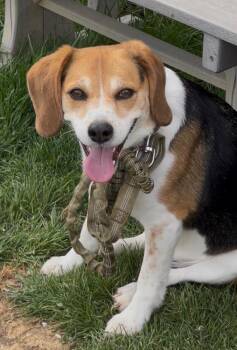 Beagle Dogs Available for Adoption in Columbus, Ohio - Charlie - NEEDS FOSTER | PetCurious
