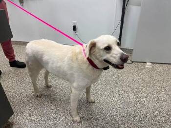 Glenn -  Labrador Retriever Dog for Adoption in Springdale, Arkansas - Glenn | PetCurious