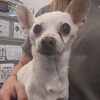 Valerio -  Chihuahua Dog for Adoption in Philadelphia, Pennsylvania - Valerio | PetCurious