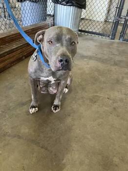 Rescue Staffordshire Bull Terrier and Mixed Breed Dogs for Adoption in Dallas, Texas - CHERRY | PetCurious