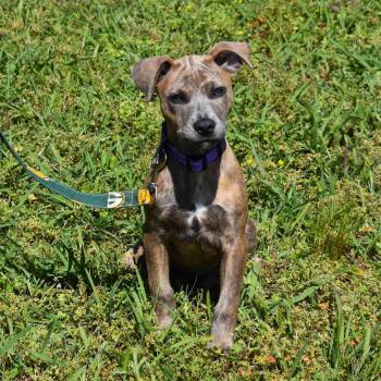 Mixed Breed Dogs Available for Adoption in Searcy, Arkansas - Jazmine | PetCurious