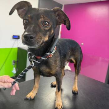 Teddy -  Mixed Breed Dog for Adoption in Ponca City, Oklahoma - Teddy | PetCurious