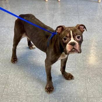 Boston Terrier Dogs Available for Adoption in Long Beach, California - Pickle | PetCurious