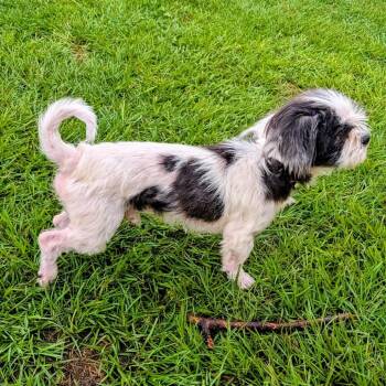Bennedict "Britches" -  Shih Tzu and Mixed Breed Dog for Adoption in Houston, Texas - Bennedict "Britches" | PetCurious