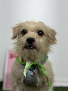 Washington-One of our Amazing Rescue Dogs -  Norfolk Terrier and Poodle Dog for Adoption in Carlsbad, California - Washington-One Of Our Amazing Rescue Dogs | PetCurious