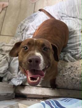 Patty Patata -  American Staffordshire Terrier and American Bully Dog for Adoption in Marion, Texas - Patty Patata | PetCurious
