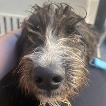JAGGER -  Terrier and Mixed Breed Dog for Adoption in Richmond, California - JAGGER | PetCurious