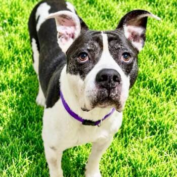 Moe -  American Bully Dog for Adoption in Battle Creek, Michigan - Moe | PetCurious