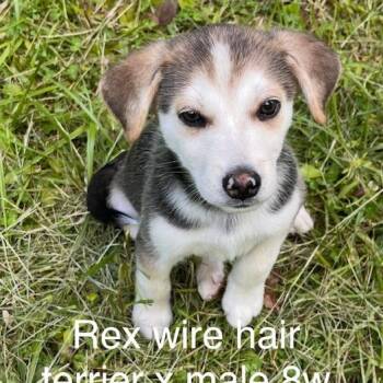 Wirehaired Terrier and Husky Dogs Available for Adoption in New Tazewell, Tennessee - Rex | PetCurious