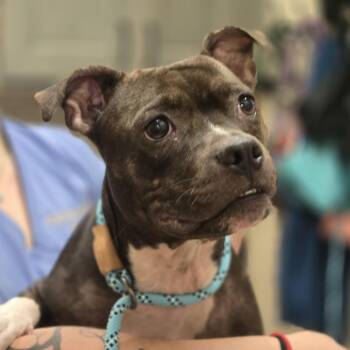 Krystal -  Pit Bull Terrier Dog for Adoption in Wickenburg, Arizona - Krystal | PetCurious