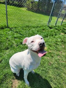 Dogo Argentino Dogs Available for Adoption in Caro, Michigan - Nora | PetCurious