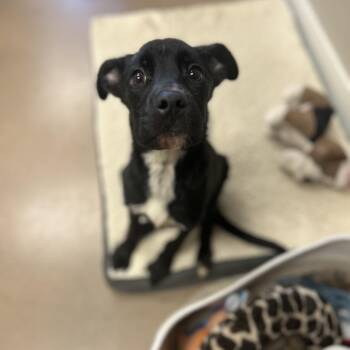 LEONARDO -  Black Labrador Retriever and Mixed Breed Dog for Adoption in Kyle, Texas - LEONARDO | PetCurious