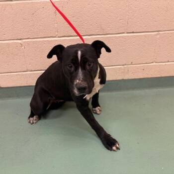 Spears -  Mixed Breed Dog for Adoption in Memphis, Tennessee - Spears | PetCurious