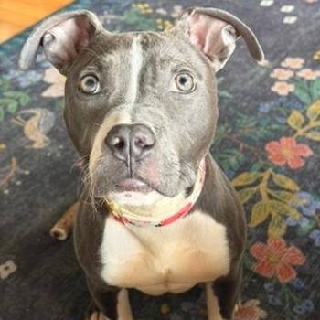 Little Blue -  Pit Bull Terrier Dog for Adoption in Chicago, Illinois - Little Blue | PetCurious
