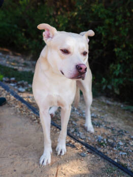 Rescue Mixed Breed Dogs for Adoption in Atlanta, Georgia - Anthony Field | PetCurious