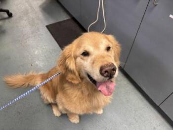 Golden Retriever and Mixed Breed Dogs Available for Adoption - Rhett | PetCurious