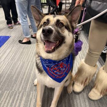 Shepherd and Husky Dogs Available for Adoption in Lafayette, California - Wallace | PetCurious
