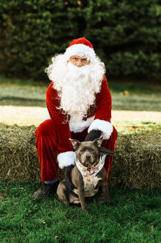 Rescue Pit Bull Terrier Dogs for Adoption in East Greenville, Pennsylvania - Winnie | PetCurious