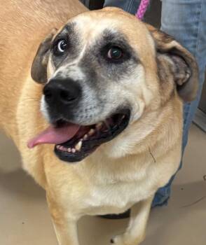 SNOOPY -  Shepherd Dog for Adoption in Elizabethton, Tennessee - SNOOPY | PetCurious