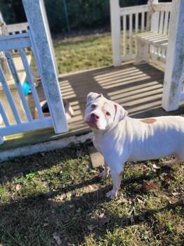 Rescue American Bulldog Dogs for Adoption in St. Peters, Missouri - EMMA | PetCurious
