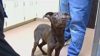 CHOCOLATE SAUCE -  Australian Kelpie and Labrador Retriever Dog for Adoption in Cookeville, Tennessee - CHOCOLATE SAUCE | PetCurious