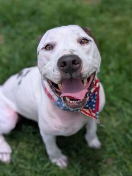 Bruno -  Pit Bull Terrier Dog for Adoption in Gulfport, Mississippi - Bruno | PetCurious