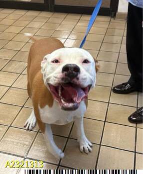 Rescue Mixed Breed Dogs for Adoption in West Palm Beach, Florida - RICO | PetCurious