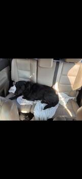 Stella -  Flat Coated Retriever Dog for Adoption in Plano, Texas - Stella | PetCurious