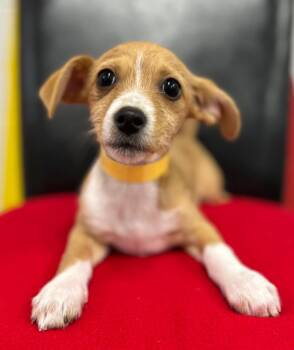Mixed Breed Dogs Available for Adoption in Thousand Oaks, California - Amanda | PetCurious