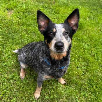 Betsy -  Australian Cattle Dog Blue Heeler Dog for Adoption in Middlebury, Vermont - Betsy | PetCurious