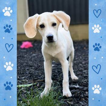 Biscuit -  Hound and Labrador Retriever Dog for Adoption in Shinnston, West Virginia - Biscuit | PetCurious