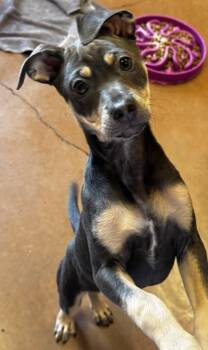 Mixed Breed Dogs Available for Adoption in Stanwood, Washington - Iduna | PetCurious